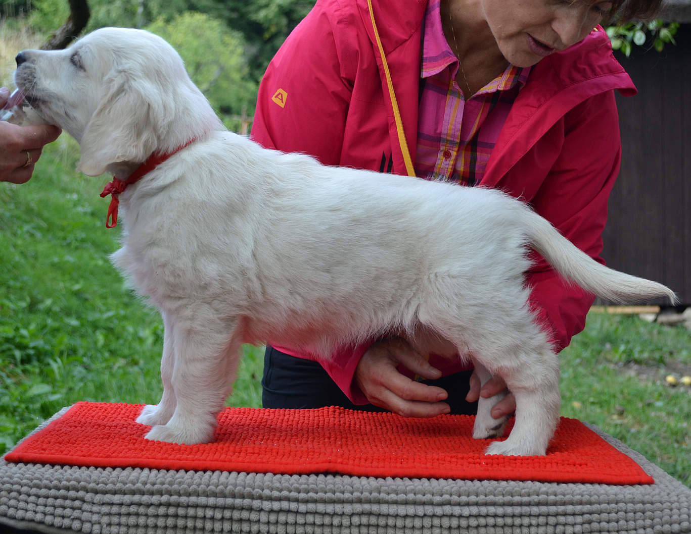 DSC_Ambra postoj